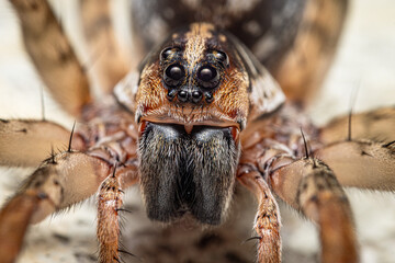Up close brown and black spider portrait