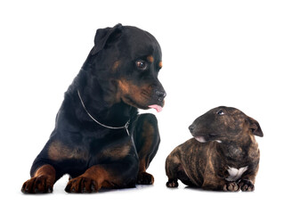 Fototapeta premium miniature bull terrier and rottweiler