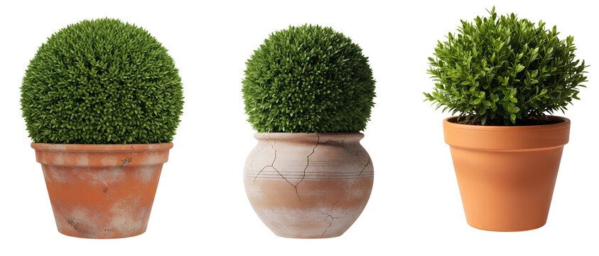 Green boxwood plants in pots PNG. Collection of topiary ball and bush shapes PNG. Buxus evergreen shrubs in terracotta clay planters. Green bushy bush in pot isolated