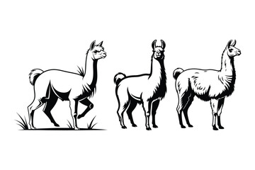 Obraz premium Llama Animal Vector Illustration