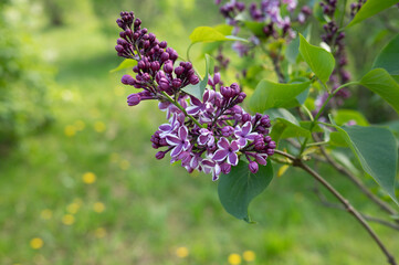 Obraz premium Vibrant spring lilac blooms with lush green background