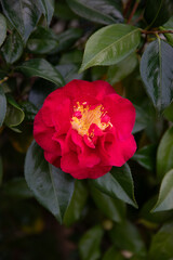 Beautiful red camellia flower in garden