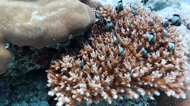 acropora table coral and damsel fish