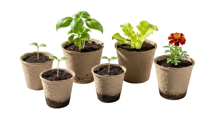 Young plants in biodegradable pots isolated on transparent background