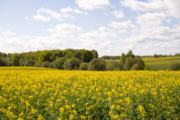 Obraz premium Lush yellow canola field with green trees and blue sky under fluffy clouds