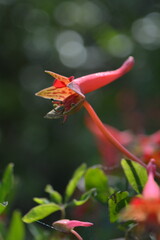 Side view of a blooming Tropaeolum pentapultum flower with elegant red petals.