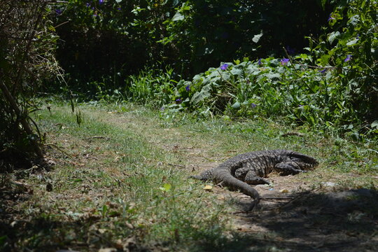 Black and white tegu lizard (Salvator merianae) sunbathing on a dirt path in the wild.