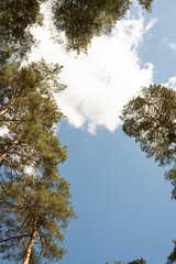 Obraz premium Tall pine trees forming natural frame against blue sky and clouds