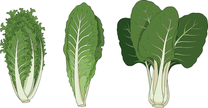 Vector illustration set featuring leafy green vegetables including romaine lettuce Chinese cabbage and Swiss chard for healthy cooking