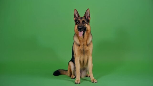 A German Shepherd dog sitting on a green background, looking directly at the camera with alert ears and a focused expression