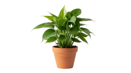 Green plant in pot isolated on transparent background