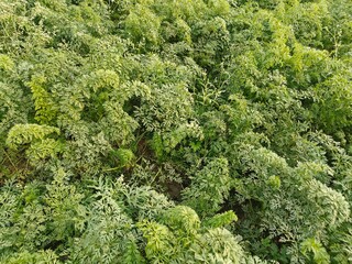 Naklejka premium Close up shot of carrot field.