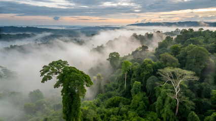 Fototapeta premium Lush green tropical rainforest canopy shrouded in soft morning mist with distant hazy hills full hd 4k stock image download