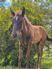 Cows and horses grazing at a Ranch in the countryside of Sao Paulo, Brazil.
