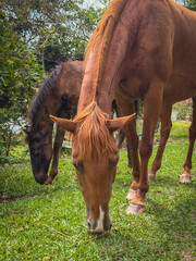 Cows and horses grazing at a Ranch in the countryside of Sao Paulo, Brazil.