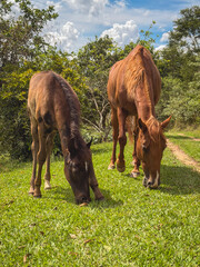 Cows and horses grazing at a Ranch in the countryside of Sao Paulo, Brazil.