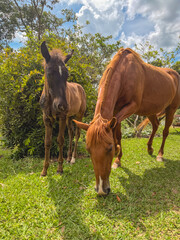 Cows and horses grazing at a Ranch in the countryside of Sao Paulo, Brazil.