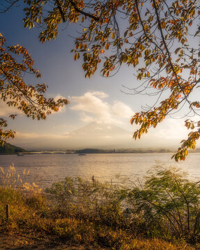 View of Mount Fuji's majestic peak graces the horizon beyond the tranquil lake, framed by the golden leaves of autumn, Fujikawaguchiko, Yamanashi, Japan.