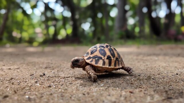Baby Indian star tortoise walking slowly in natural light, peaceful movement, symbolic wildlife concept
