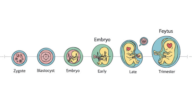 Infographic illustrating pregnancy development stages from zygote to fetus with labeled icons on a white background.