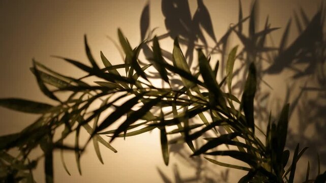 Frame changes causing arched branch, lance leaves moving across warm backlit wall, casting shadows