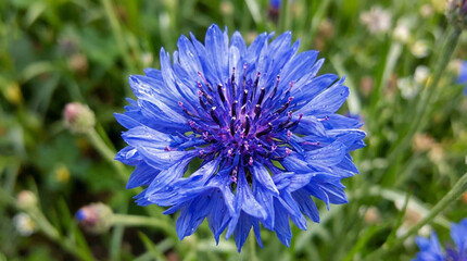 Close-up Macro of a Vibrant Blue Cornflower with Detailed Petals image photo