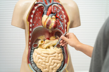 Asian student learning with human body model in anatomy biology in classroom at high school.