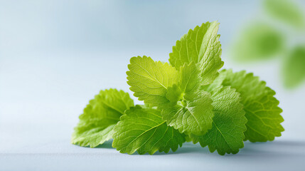 Patchouli leaves, natural perfume ingredient
