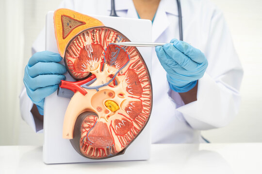 Chronic kidney disease, doctor with model for treatment urinary system, urology, Estimated glomerular filtration rate eGFR.