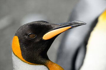 A closeup of the face of a King Penguin (Aptenodytes patagonicus) at Gold Harbour, South Georgia...