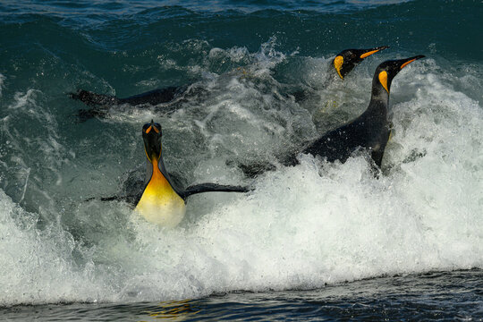 King penguins (Aptenodytes patagonicus) coming onshore through the breaking surf at Gold Harbour, South Georgia Island.