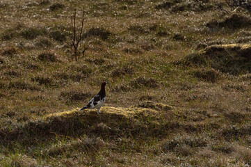 Grouse in the field