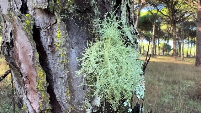 Soft Lichen Texture on Tree Bark, Luxury Wellness Nature Background