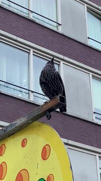 Vertical video. A starling sings bird songs while perched on a street in Amsterdam. North Holland, Netherlands.