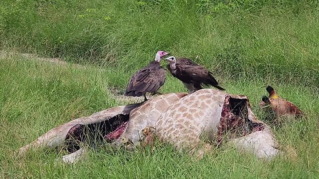 Small group of Hooded vulture scavenging on a giraffe carcass in Greater Kruger National park, South Africa ; Specie family Necrosyrtes monachus of Accipitridae