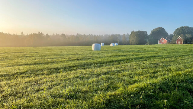 Plastic-wrapped silage bales in a field on an early autumn morning