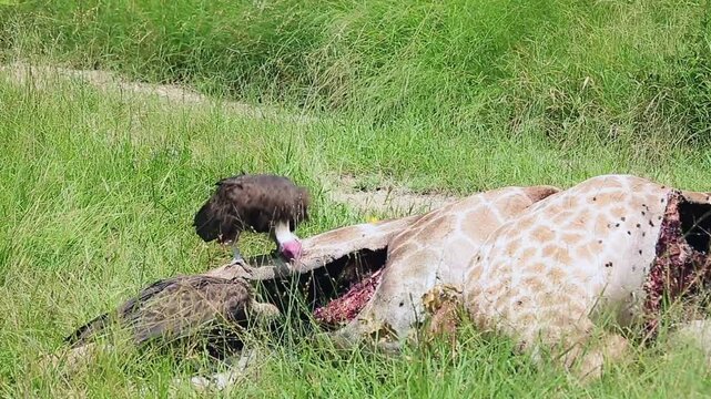 Two Hooded vulture scavenging on a giraffe carcass in Greater Kruger National park, South Africa ; Specie family Necrosyrtes monachus of Accipitridae