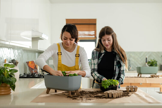 Diverse female friends potting seedlings at kitchen island using raised planter, wearing overalls