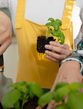 Hands wearing yellow apron are holding basil seedling and placing into planter tray on countertop
