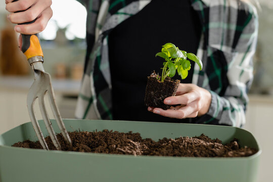 Hands planting small green seedling into rectangular planter on kitchen counter, holding fork