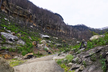 Wanderung durch ein verbranntes Waldgebiet mit toten verkohlten B&auml;umen hoch zum Prebischtor - dem spektakul&auml;ren Felsentor in der B&ouml;hmischen Schweiz, Tschechien