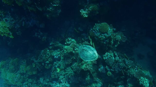 Top view of Sea Turtle swims along coral reef in bright sunlight on sunny day, on shady side of reef background, Wide-angle shot, Slow motion of Hawksbill Sea Turtle or Bissa, Eretmochelys imbricata