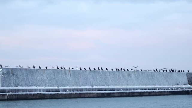 Winter scene of seabirds perched on frozen storm gates along Jamno Channel near Mielno, filmed in slow motion.