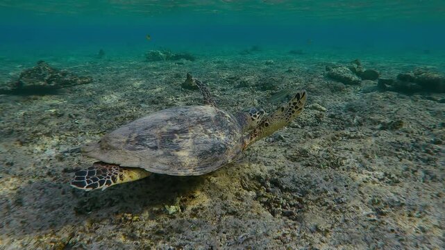 Hawksbill Sea Turtle floating over top of reef along coral slab in shallow water at sunrise in morning light, Slow motion of Bissa Turtle, Eretmochelys imbricata