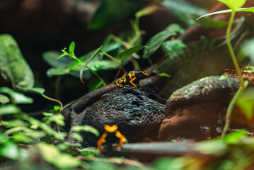 Fototapeta premium A black and yellow poison dart frog perches on dark wood in a humid rainforest. A similar frog sits out of focus in front. Soft light filters through leaves.