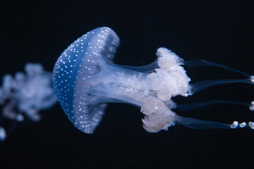 A translucent spotted jellyfish drifts against a dark background, bell speckled with white nodules, frilled rim, glowing oral arms and filaments, low key lighting.