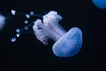 Close up underwater view shows a spotted jelly drifting in Gran Canaria aquarium, translucent bell with white specks and beaded tentacles under soft moody light.