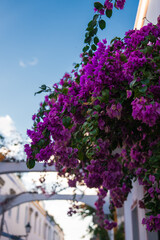 Magenta bougainvillea drapes a whitewashed wall in Puerto de Mogan, Gran Canaria. Arches and classic lamp posts recede down a sunlit street in late afternoon light. © Aerial Film Studio