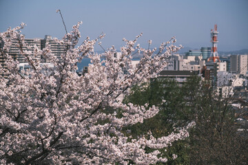 三井寺、美しい満開の桜が咲く風景、滋賀、日本