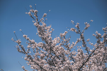 三井寺、美しい満開の桜が咲く風景、滋賀、日本